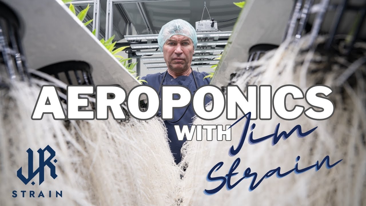 Aeroponics with Jim Strain and WHY we use it!!!