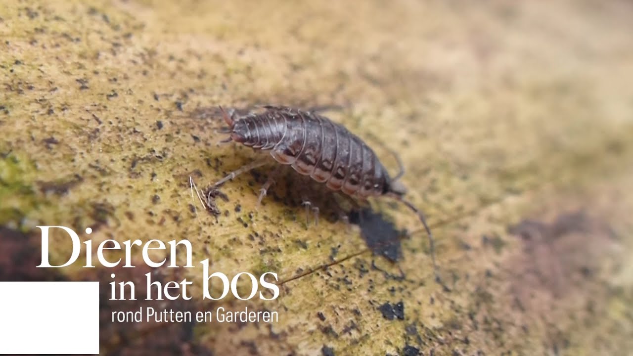 Dieren in het bos / Animals in the forest, Putten en Garderen