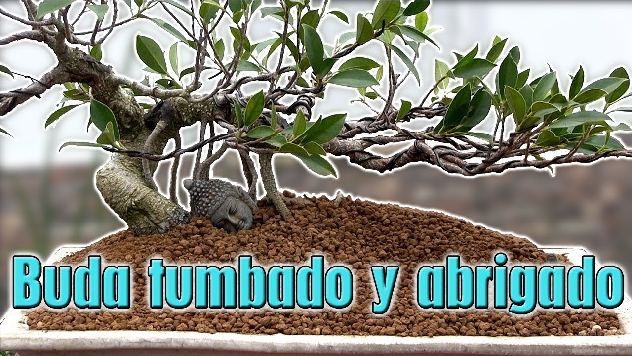 Ficus & buda tumbado a maceta definitiva