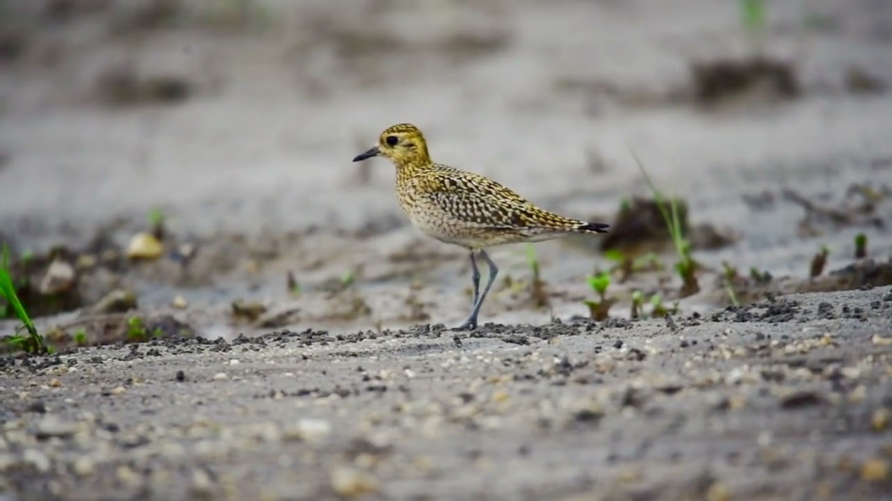 Pacific golden plover bird call, song