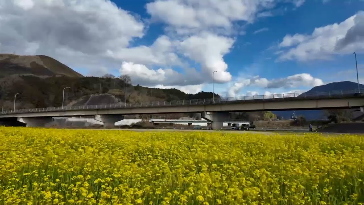 2026/02/26　生々橋下五分咲き　畑の前（若宮）河川敷の菜の花畑　その３　〜愛媛県大洲市〜