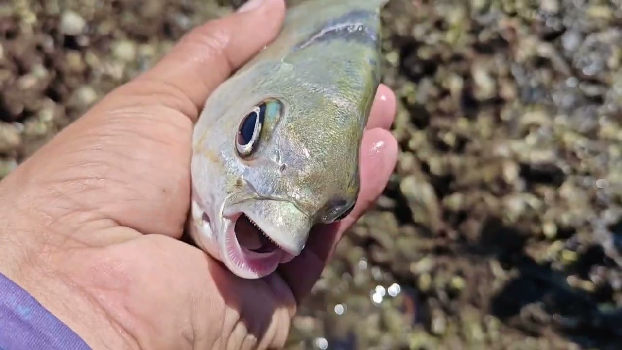 Pesca de orilla