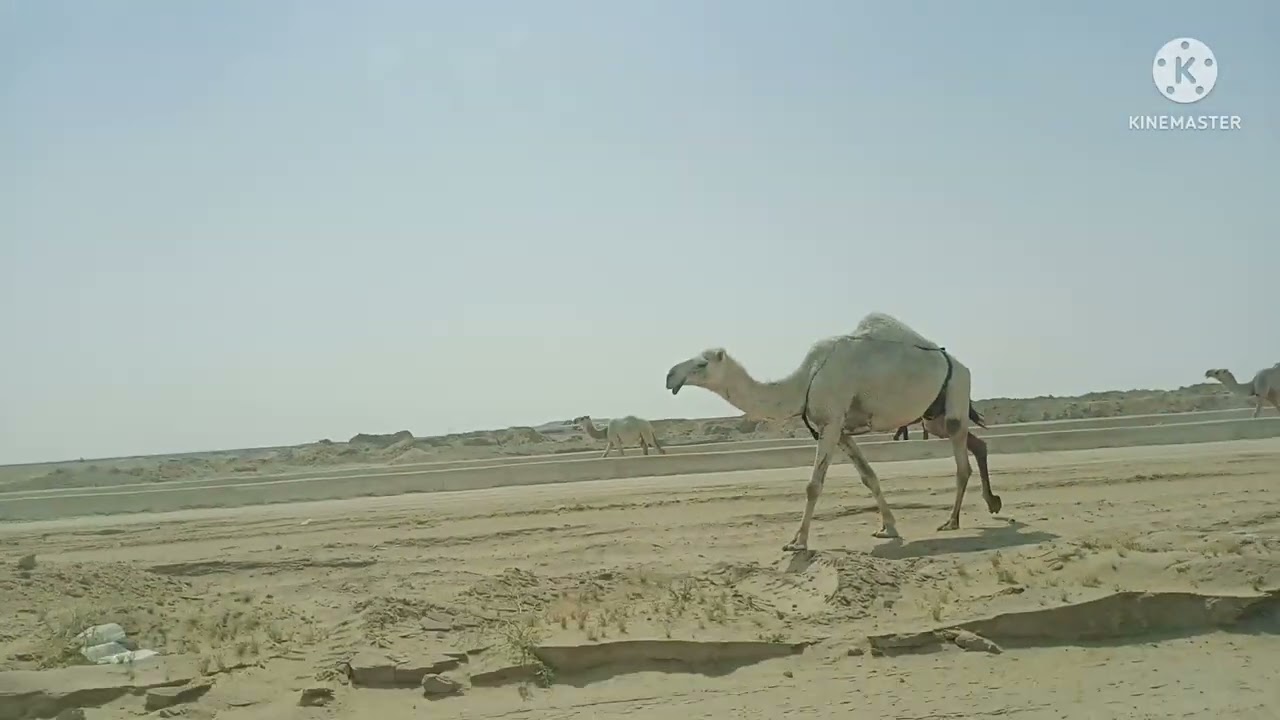 Camels in Kuwait Desert | Kuwait Travel log | Desert ride | Kuwait