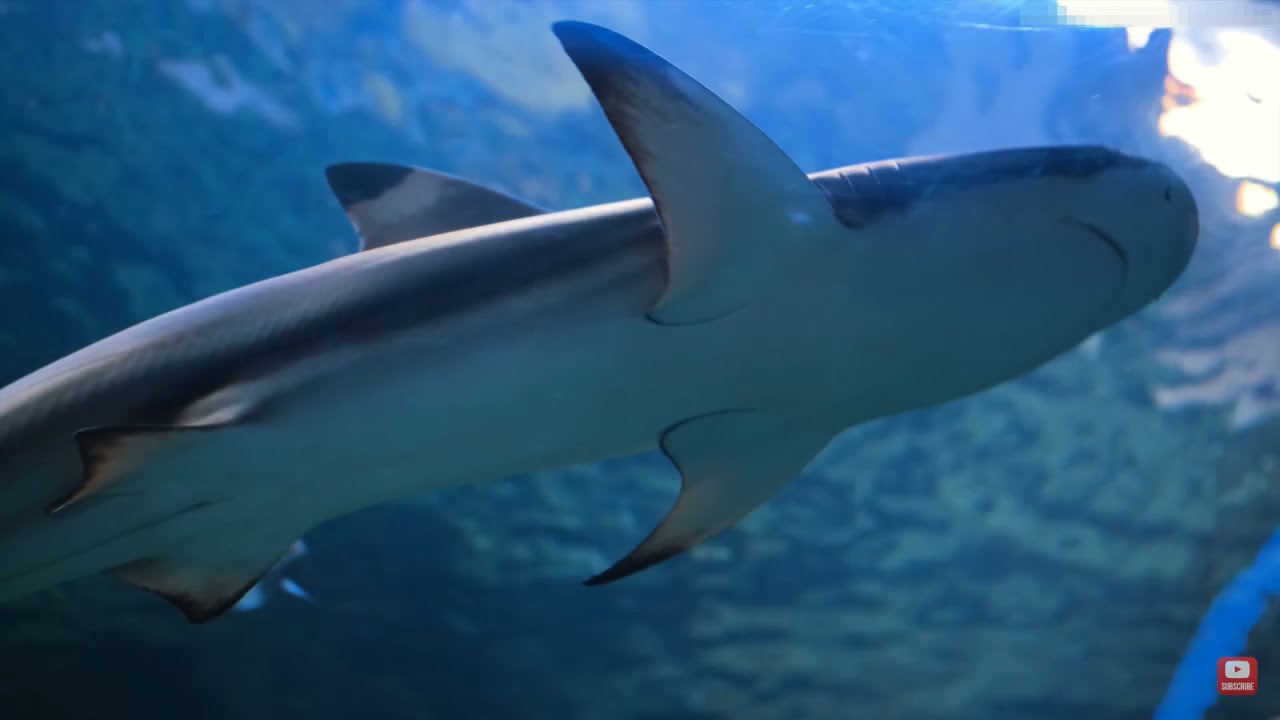 marine life in the ocean  #oceanfish  #fish #oceananimals