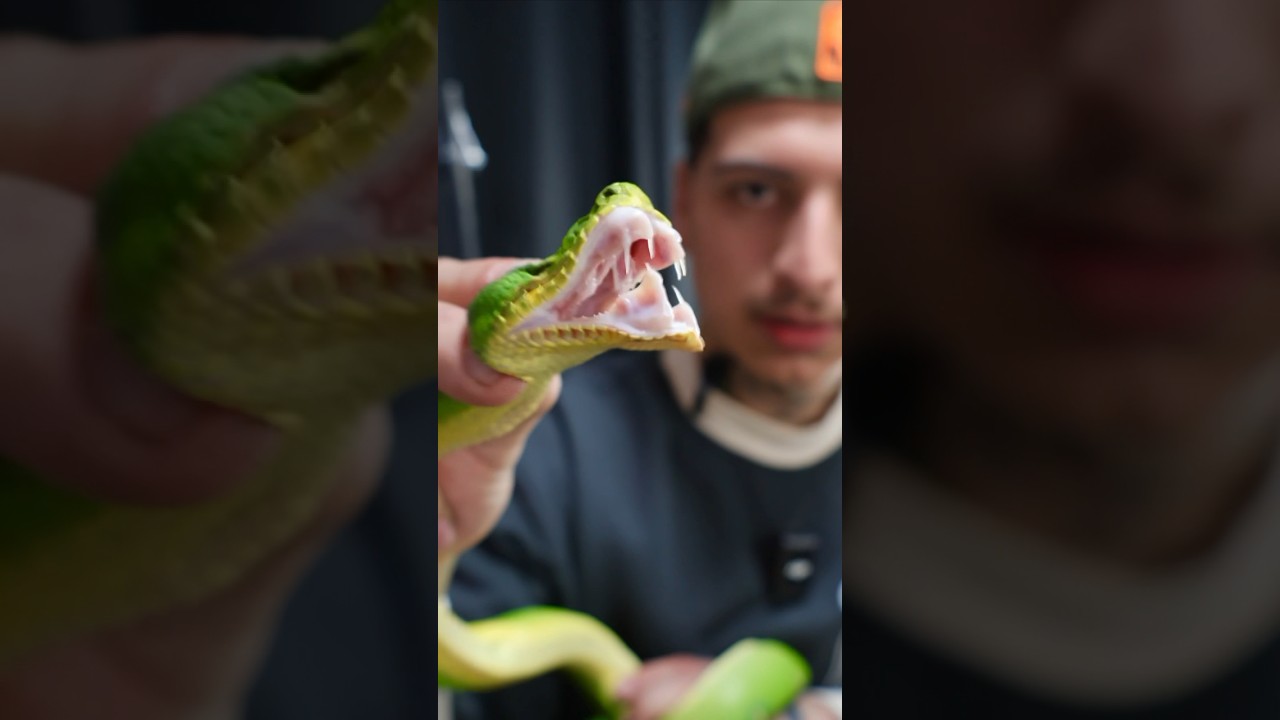 THE TEETH ON THIS EMERALD TREE BOA 😱 #wildlife #snake #emerald #boa #reptiles #wildanimals #shorts