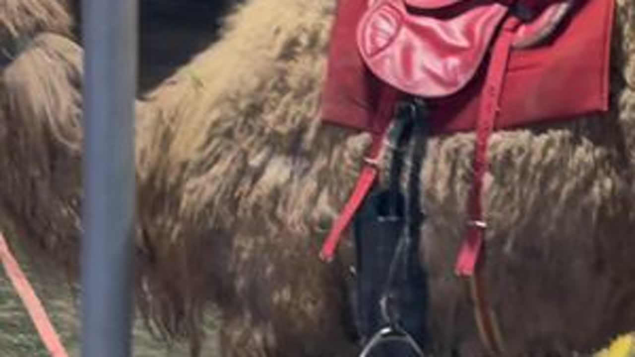 养马的刘大刚带着大马和小骆驼户外拉游客不带鼻钉牵着也很听话 #骆驼 #骑骆驼 #刘大刚的养马日常