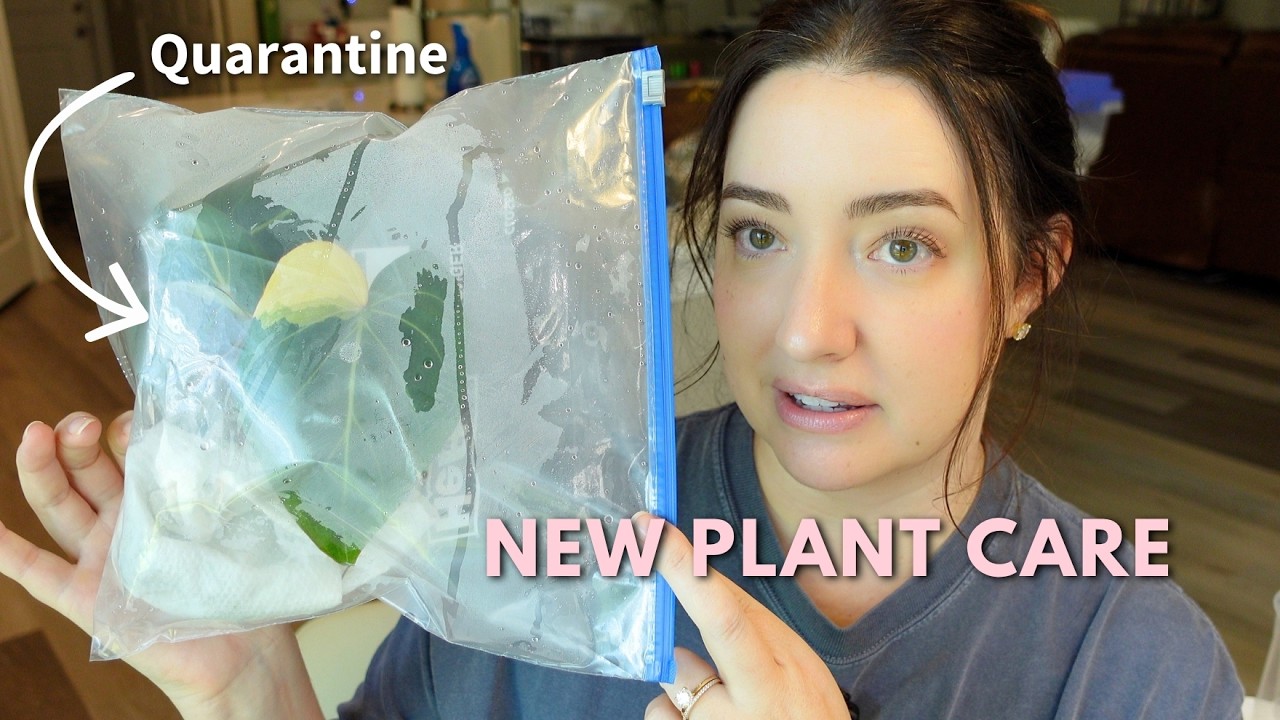 Repotting & Caring for Some New Philodendrons & Hoyas 🌿
