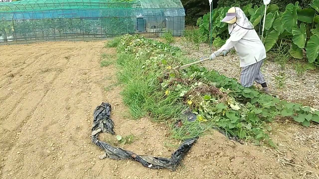 さつま芋の苗を植えて115日、収穫をしました