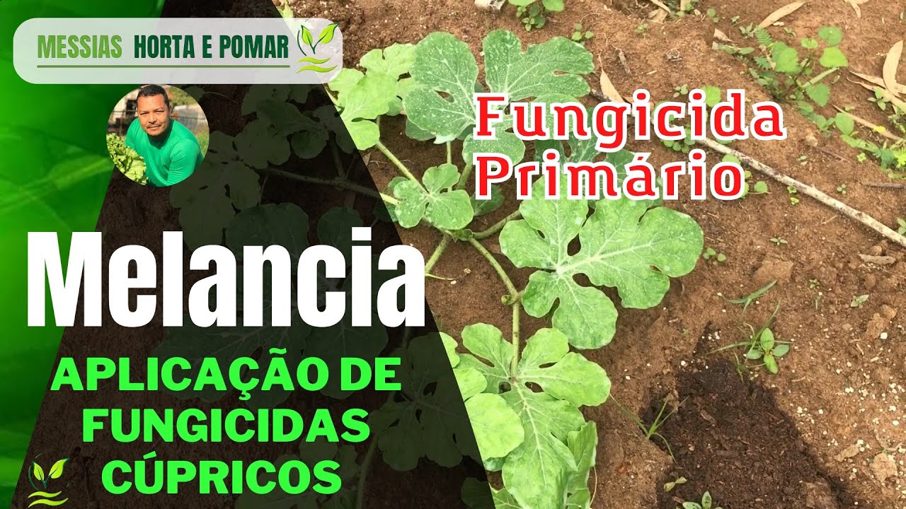 Controle e prevenção de fungos na melancia