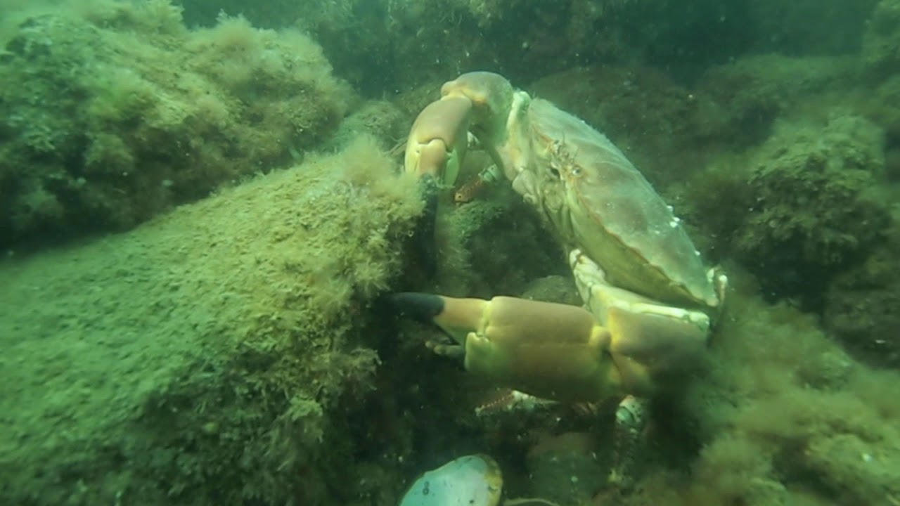 Clean up at Torbay May 2019
