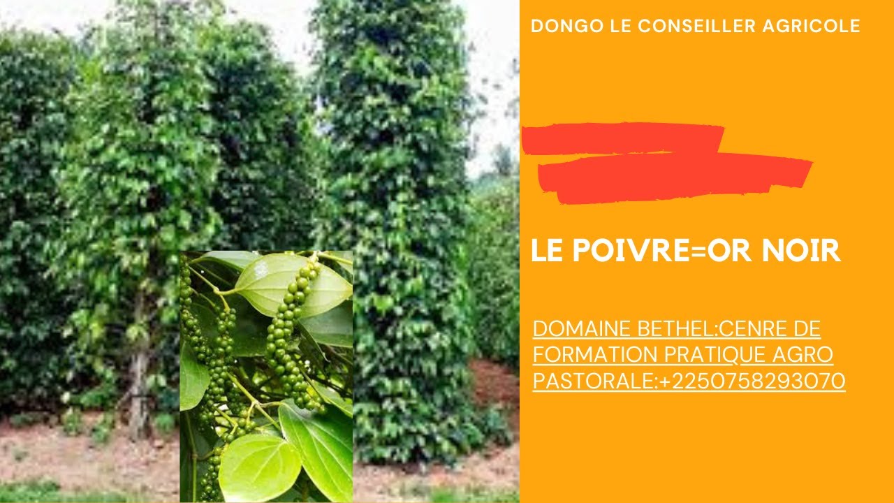 le poivre l'or noir tout ce qu'il faut savoir pour le réussir