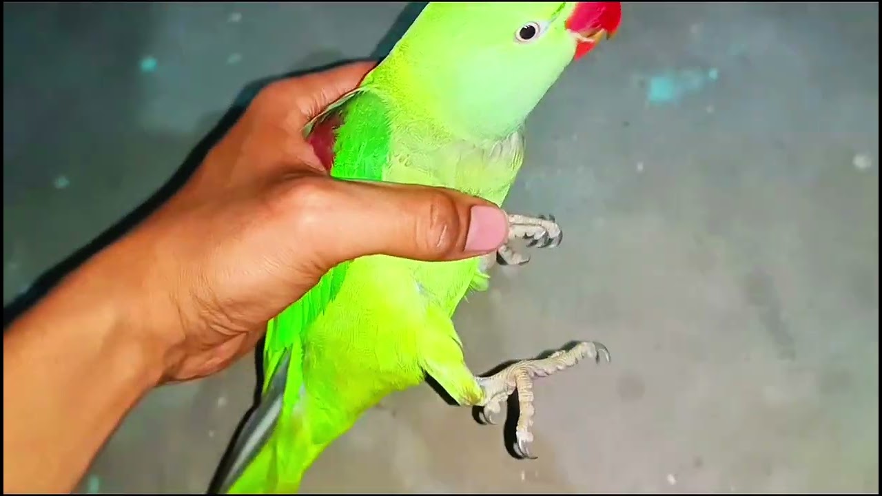 ALEXANDER PARROT HANDSHAKE TRAINING IN 2 EASY STEPS!!