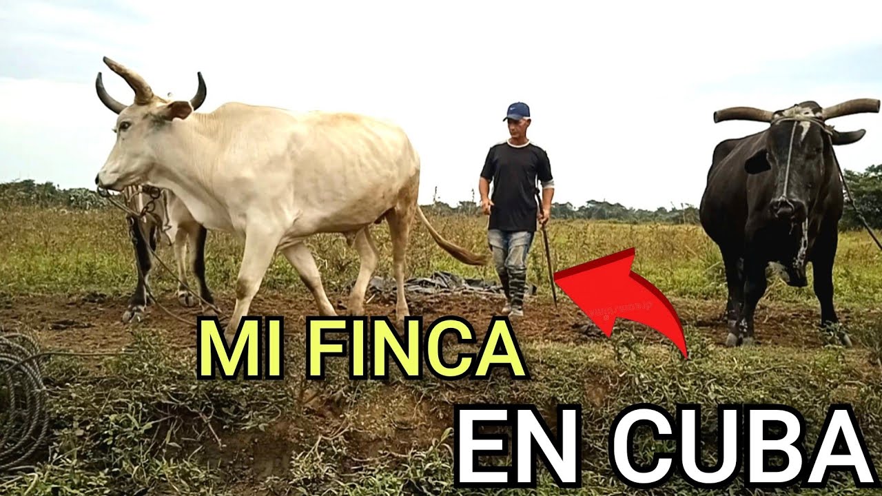 ‼️Cubano les muestra lo que hace en su Finca Hoy‼️