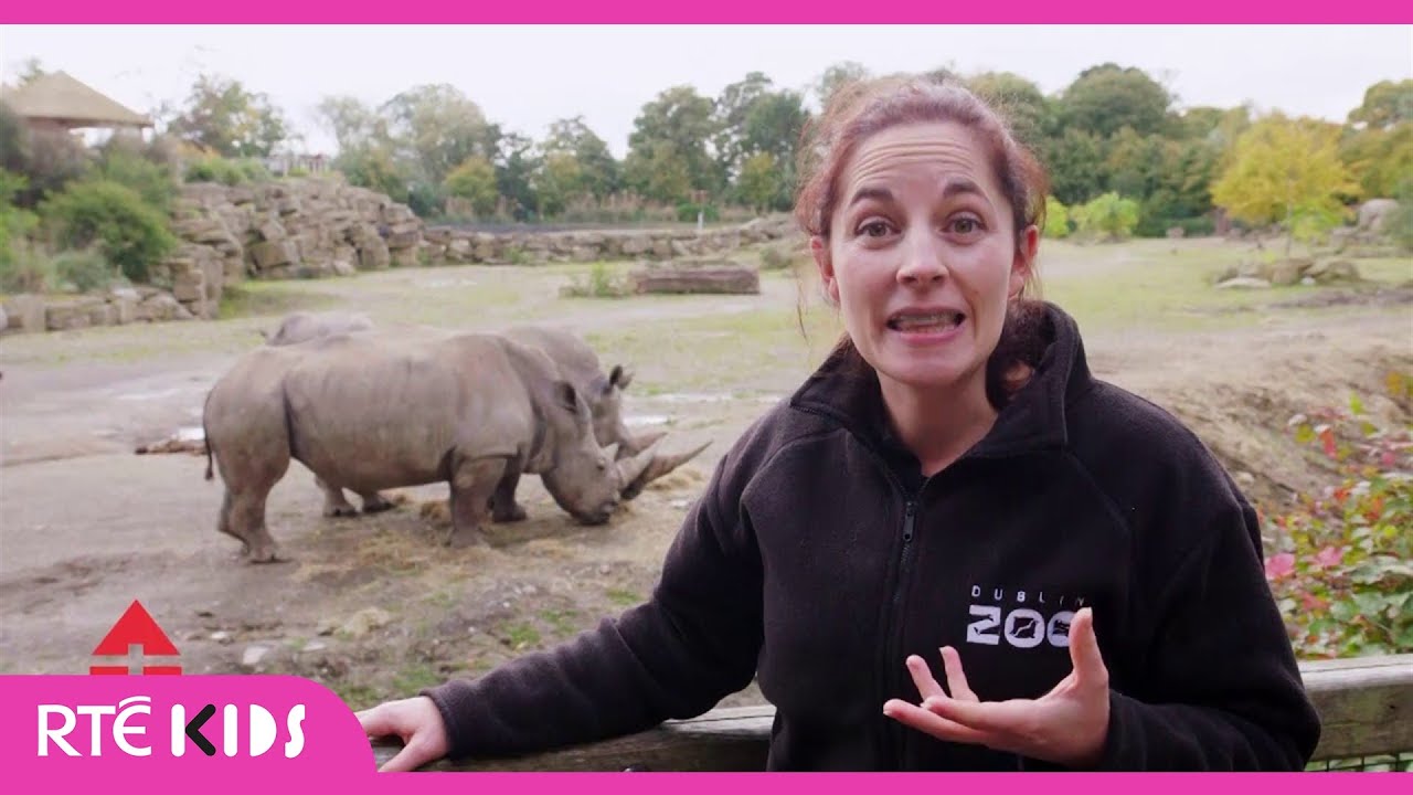 Dublin Zoo Rhinos | RTÉ After School Hub | @RTÉ Kids