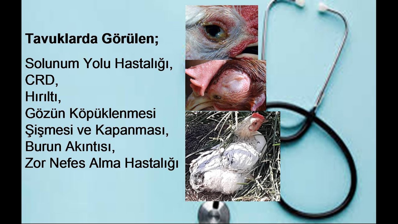 Tavuklarda Hırıltı, Burun Akıntısı, Gözün Kapanması, CRD.
