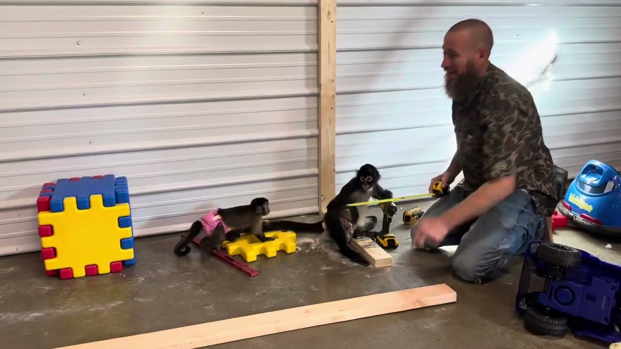 Monkeys help build tv/fireplace🩵 #spidermonkey #capuchin