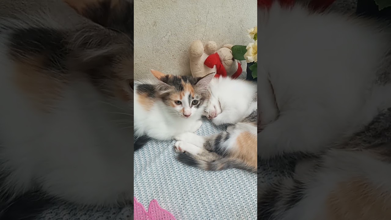Cats & kittens are 858 & 767 & 693 & 610 & 509 & 492 & 444 & 368 & 253 & 215 & 115 &275 &209 &107&73