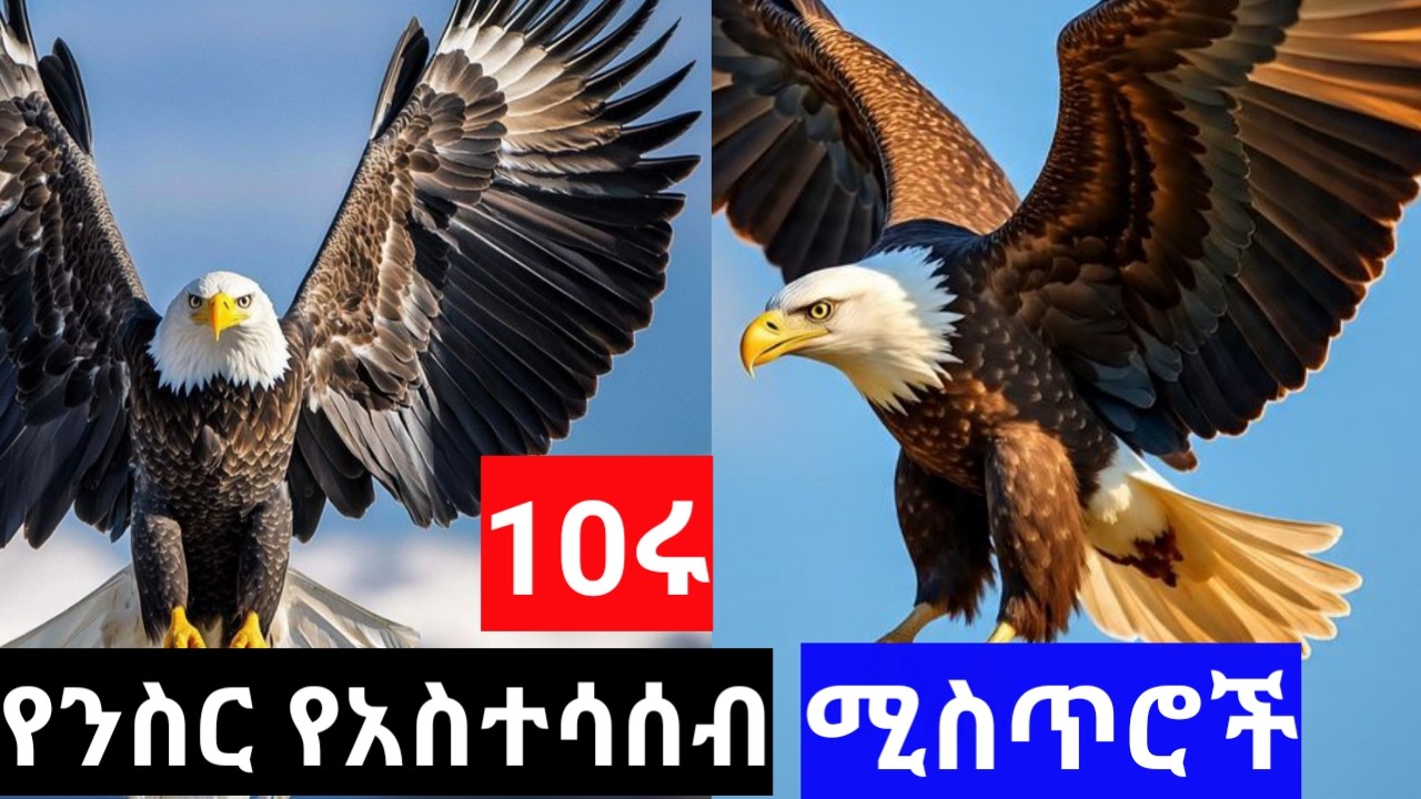 ንስርን የሰማይ ንጉስ ያደረጉት 10ሩ የአስተሳሰብ ሚስጥሮች | eagle mindset 🦅