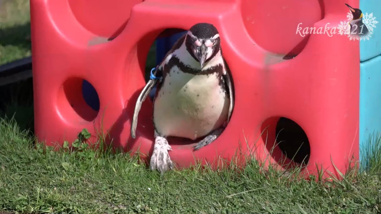 市立室蘭水族館 ペンギンの行進・メンバー紹介-Humboldt penguin