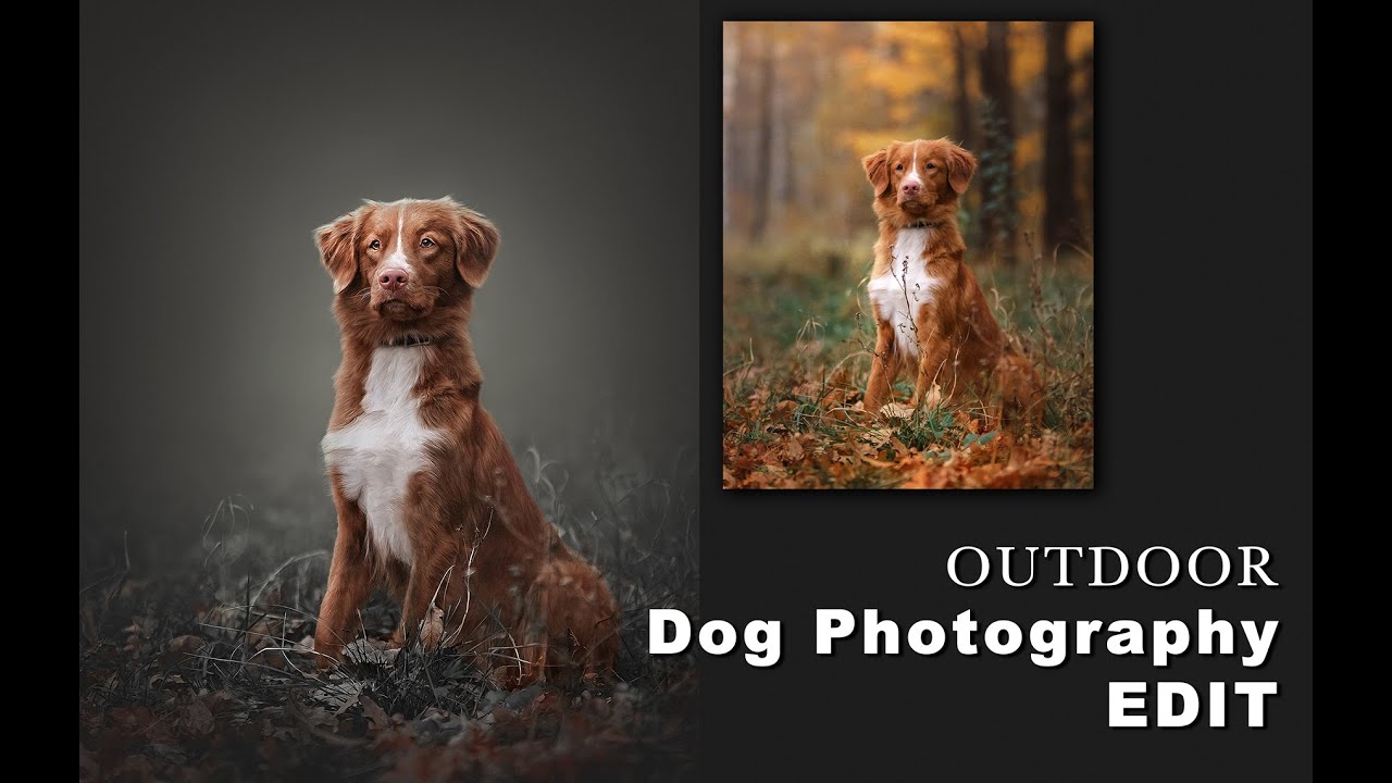 Фотография собак | Редактирование фотографий домашних животных | Редактирование фотографий собак ...