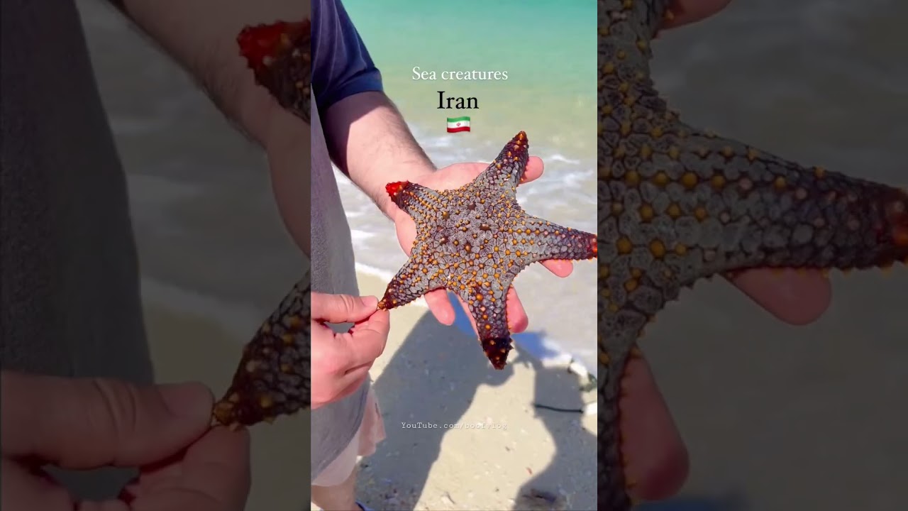 Amazing sea Creatures in Persian Gulf | خلیج فارس #iran #persiangulf #seacreatures #beach