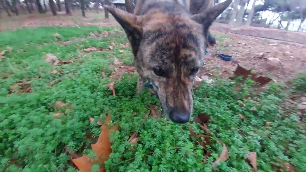 Vomiting after eating grass : Watch out for viewers (02:00  vomiting)