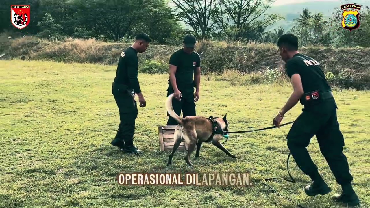 Ikuti keseruan kami dalam melaksanakan latihan Narkotik🔥
