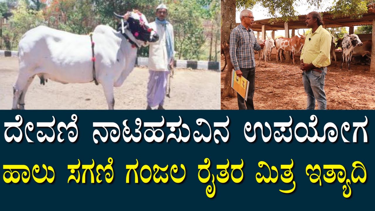 ದೇವಣಿ ನಾಟಿ ಹಸುವಿನ ಶಕ್ತಿ ಮತ್ತು ಬಳಕೆ ಉಪಯೋಗ ಇತ್ಯಾದಿ | Devani Cow Breed and Speciality | Indian Cow