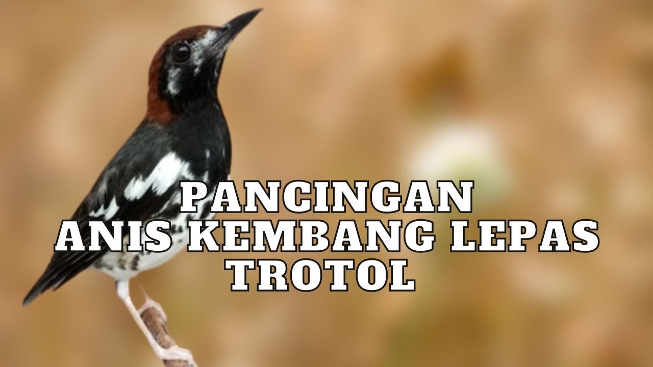ANIS KEMBANG GACOR NGEPLONG pancingan khusus anis kembang lepas trotol pembangkit birahi