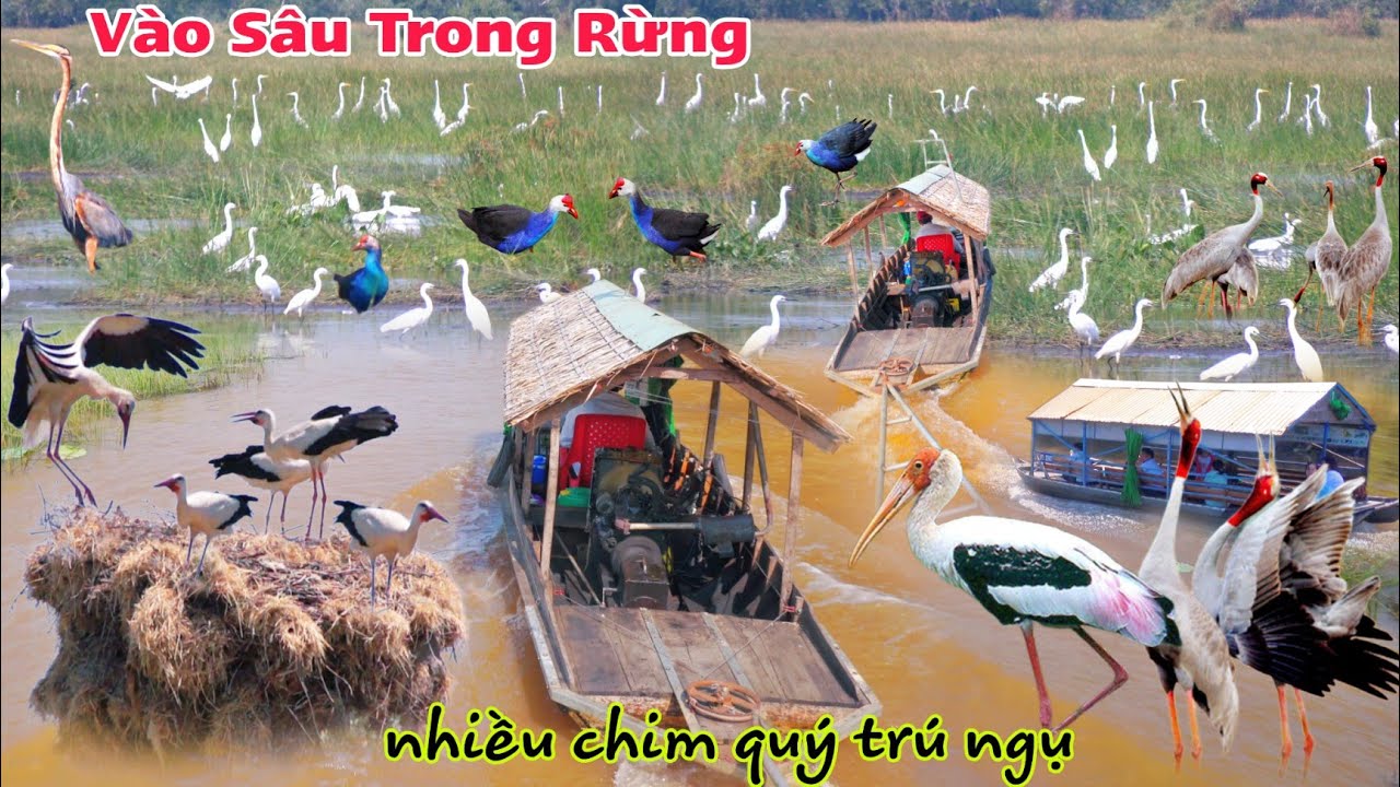 Du Lịch Tết 2024 hàng 1000 con chim quý ở Rừng Tràm Chim Tam Nông Đồng Tháp