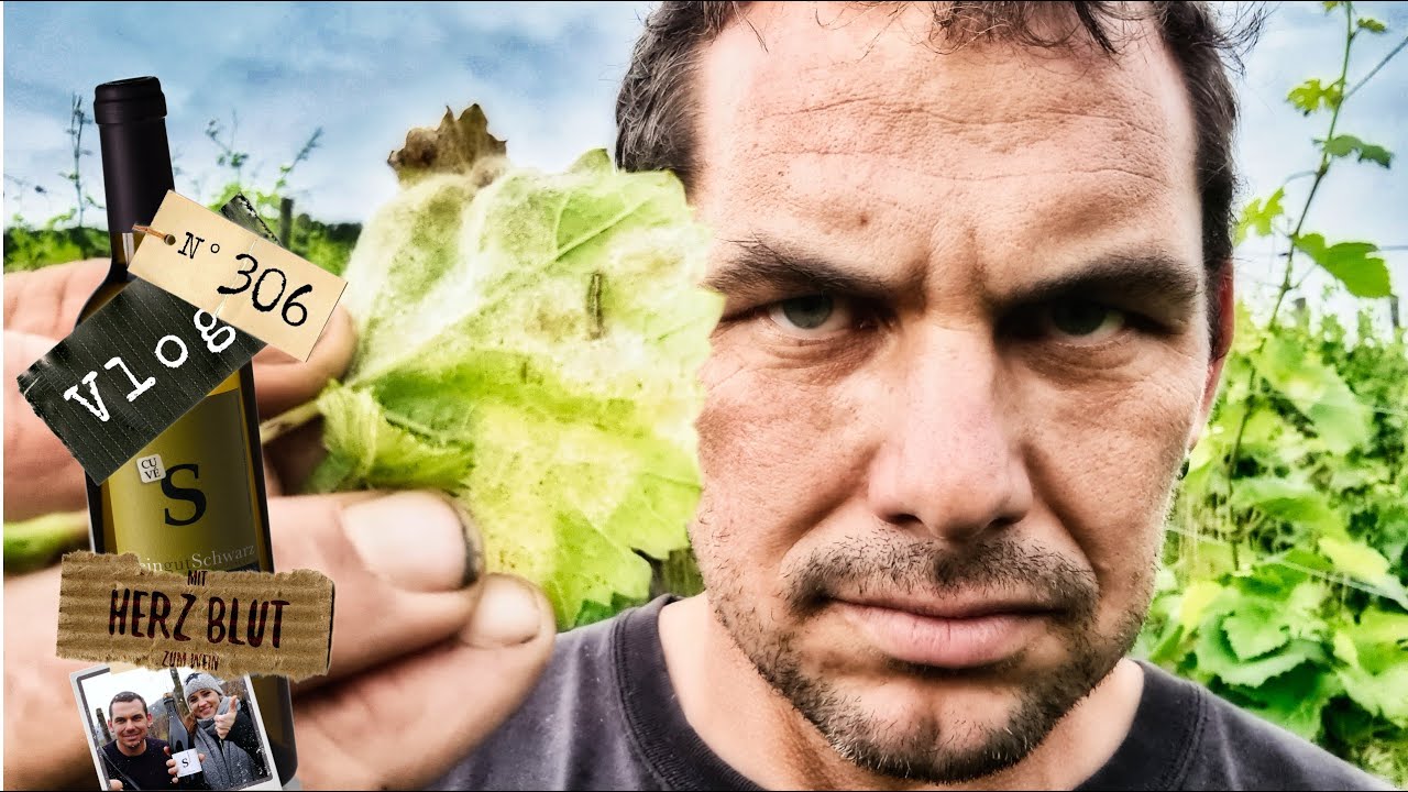 Nerven wie Drahtseile!!! Der Mehltau Pilz schlägt zu.  | mit Herzblut zum Wein Vlog #306
