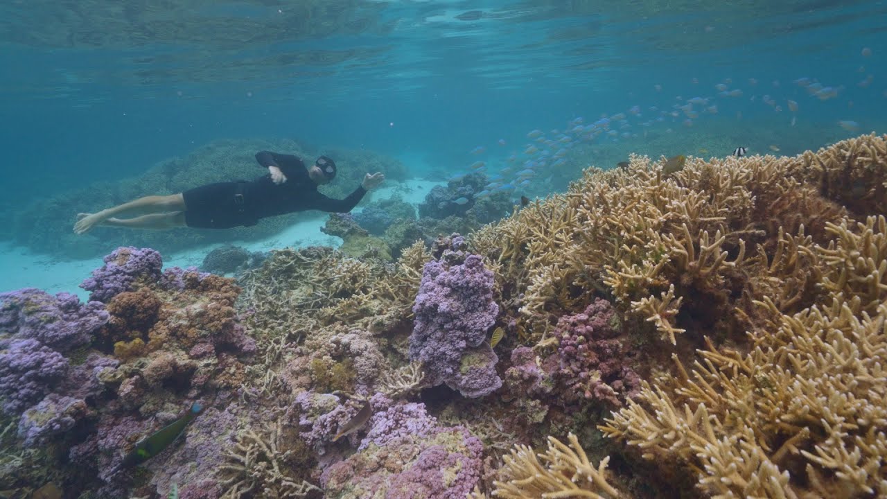 Rolex Perpetual Planet Initiative – Coral Gardeners: Restoring the Reef – Ep. 1