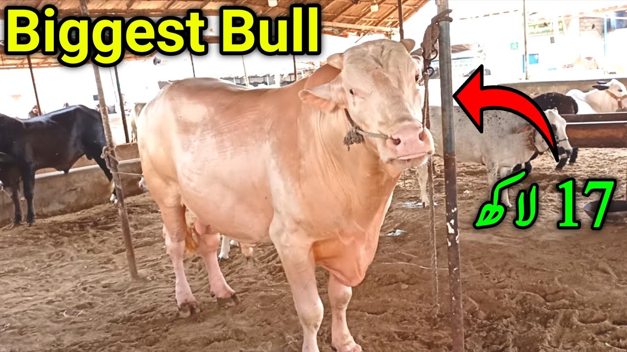Biggest Bull In Pakistan | Malir Cow Mandi 2021 | Bakra Eid 2022 | Cattle Market Karachi | Cow Mandi