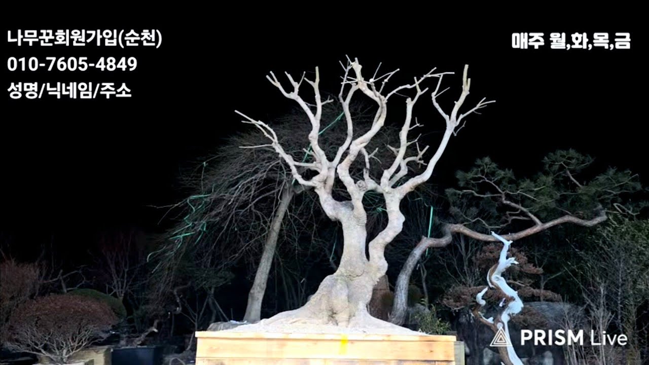 26년02월02일 님사랑이야기의 나무꾼경매장 124회(특수목,조경수,분재,정원수)