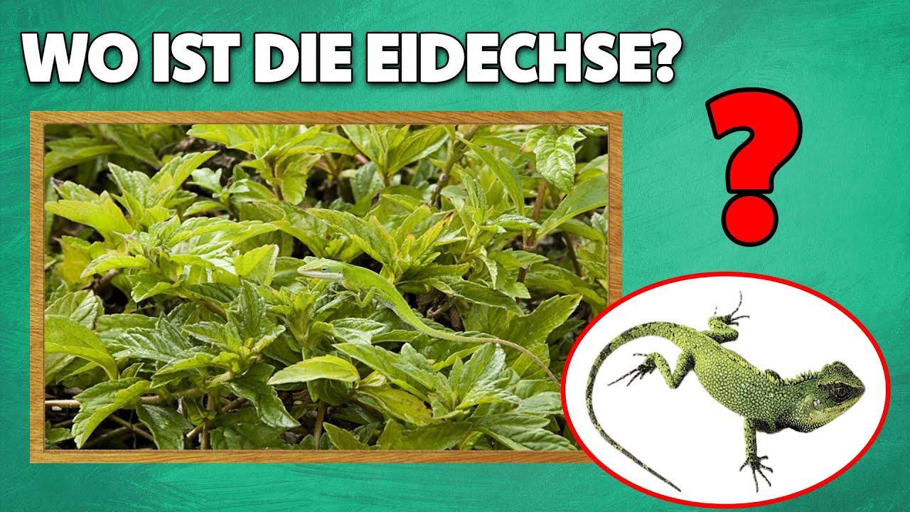 Kannst du alle versteckten Tiere finden? 🤔| Fragenflash