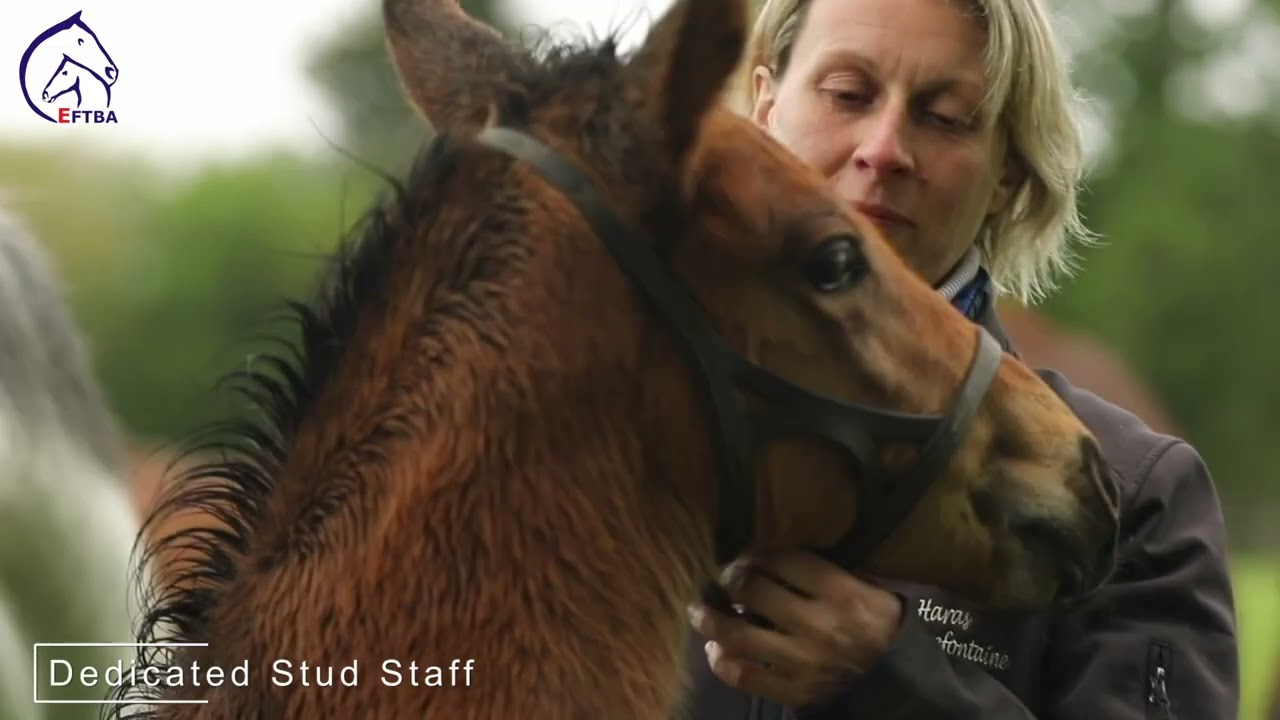 EFTBA The Amazing Story of the Thoroughbred 2023 Breeding Season