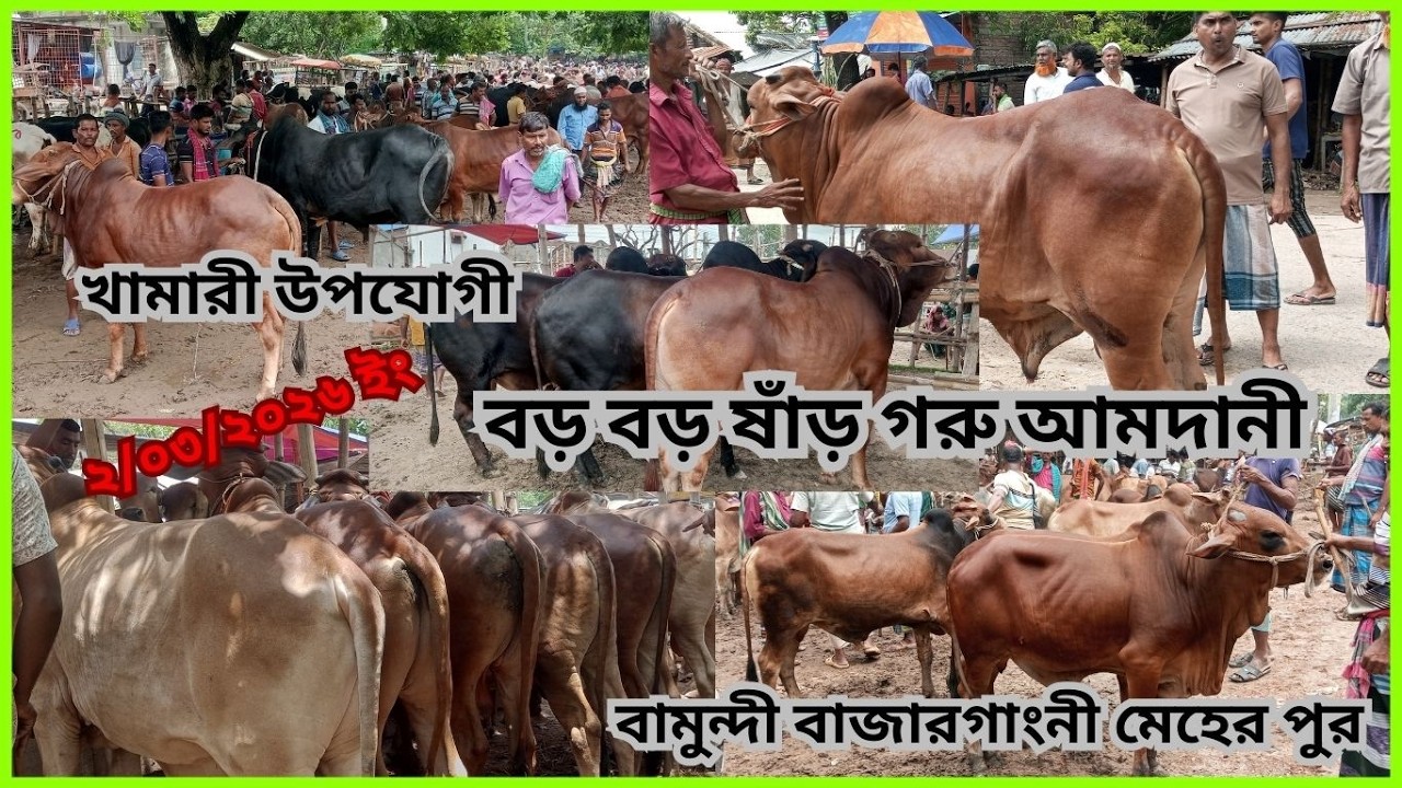 রূপসী গরুর সমাহার, রমজানের ৪র্থ্ হাট কোরবানী উপযোগী আমদানী বামুন্দী বাজার গাংনী মেহেরপুর