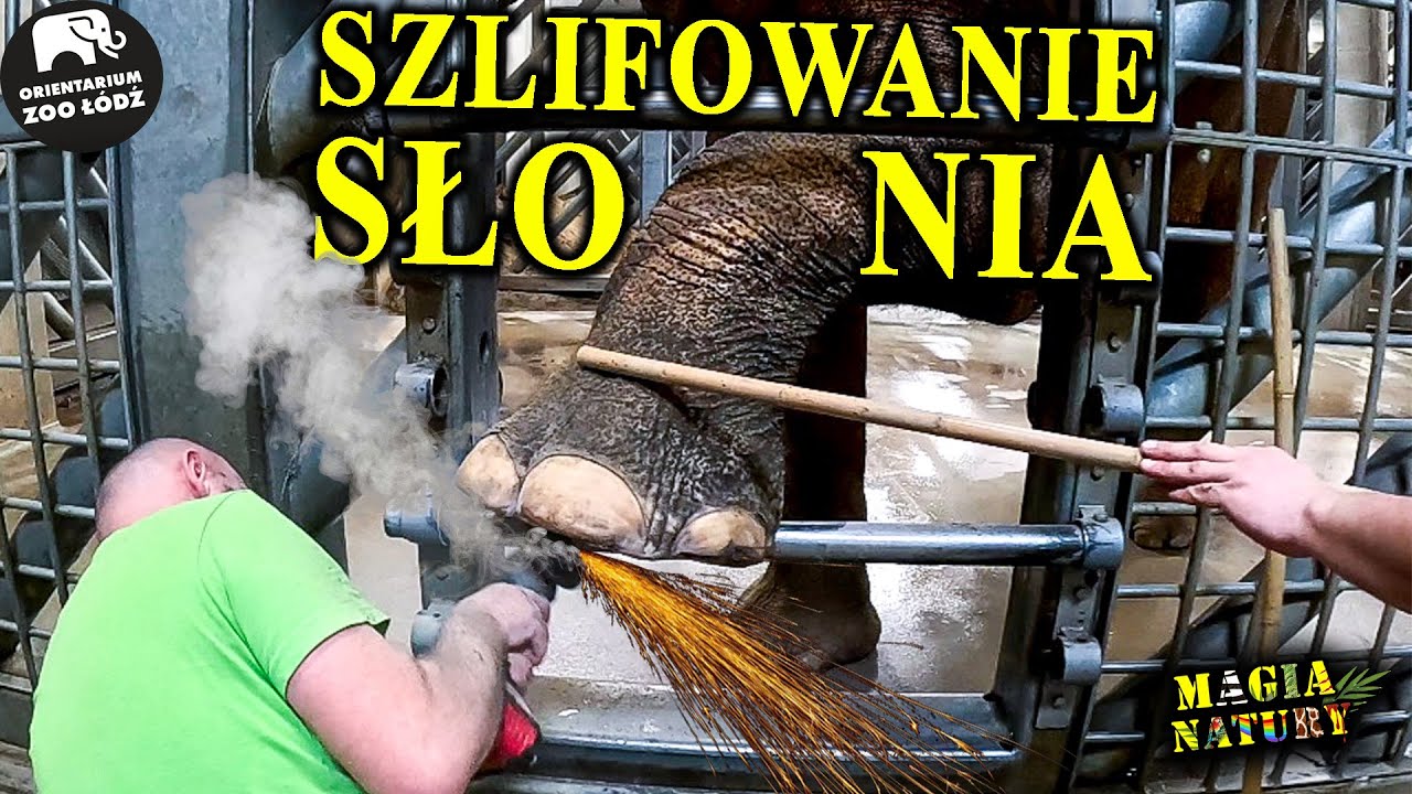 Pedicure SŁONIA - Trening Medyczny Kolos&oacute;w Ł&oacute;dzkiego ZOO
