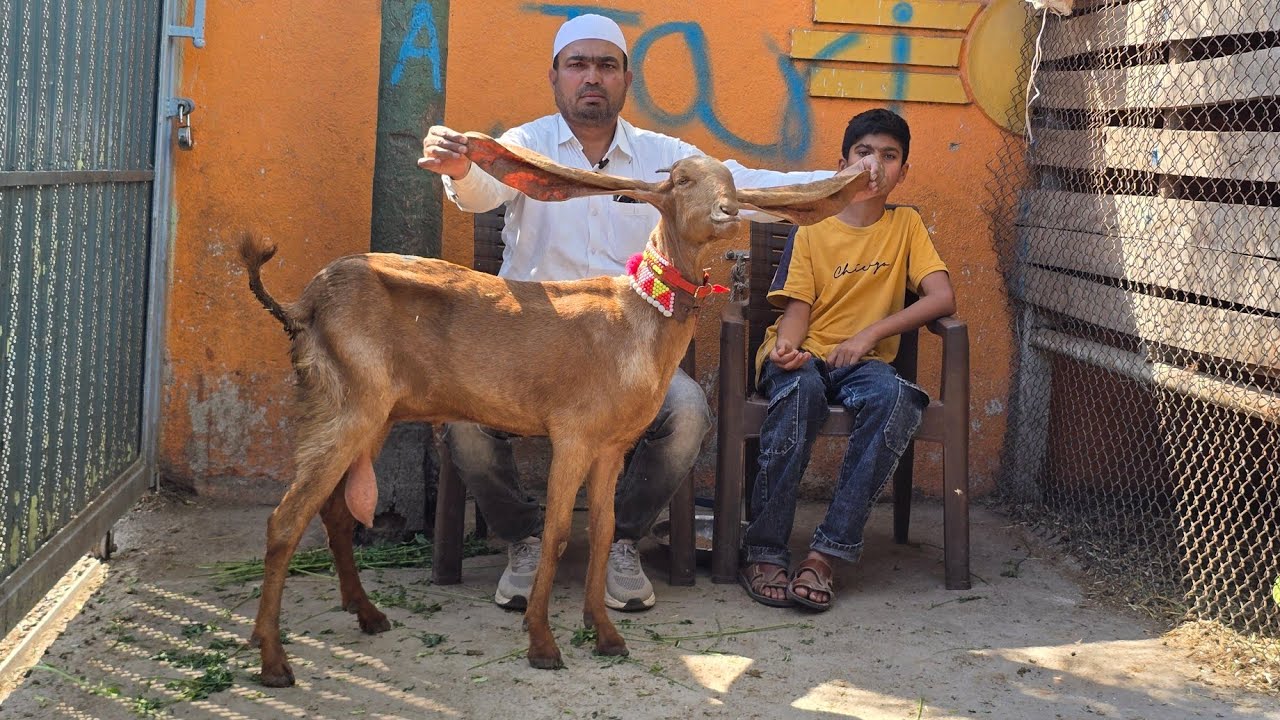 Akhil bhai ka Dhamaka offer on Beetal goats at Yeola 