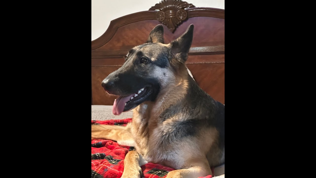 My big dog German Shepherd mix Rottweiler en vivo ￼￼