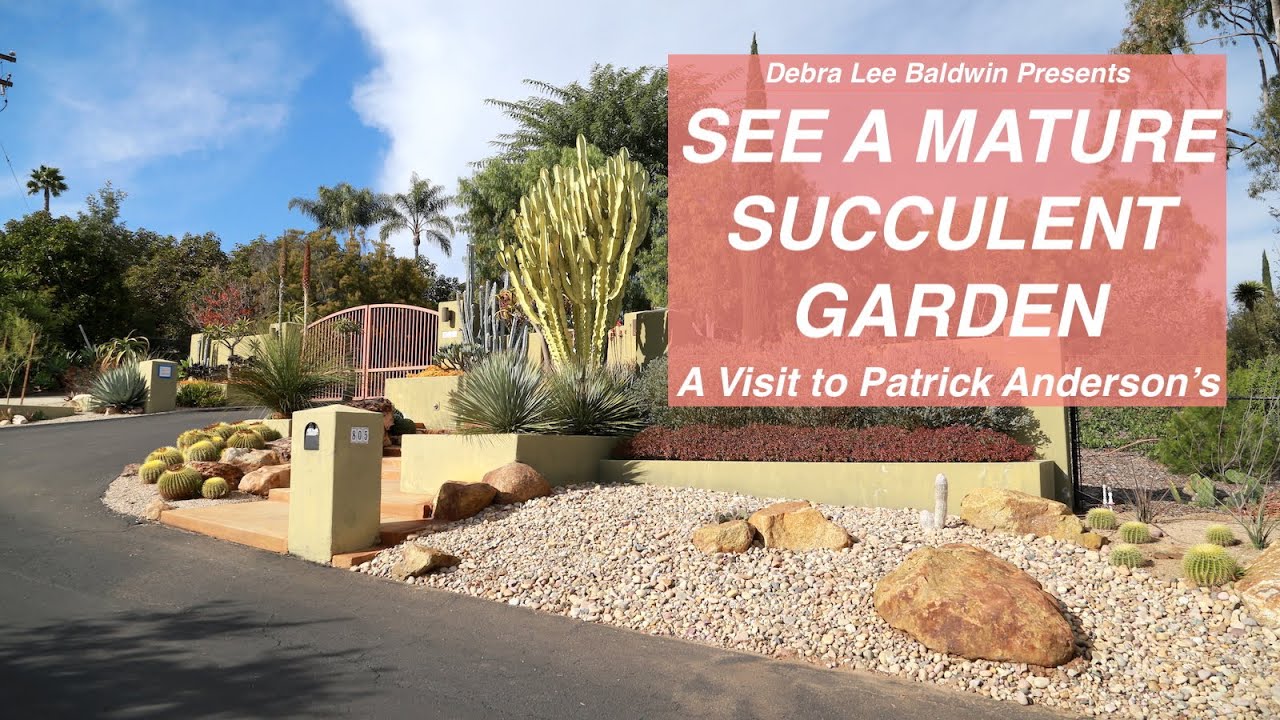 See a Mature Succulent Garden