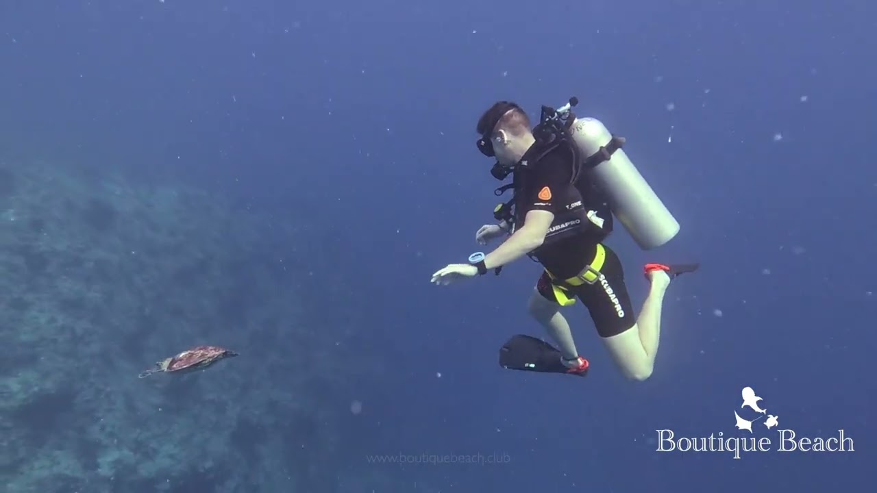 01.02.26 - Dives at Five Rocks, Kudarah Thila & Ice Cream near Dhigurah, South Ari - Maldives.