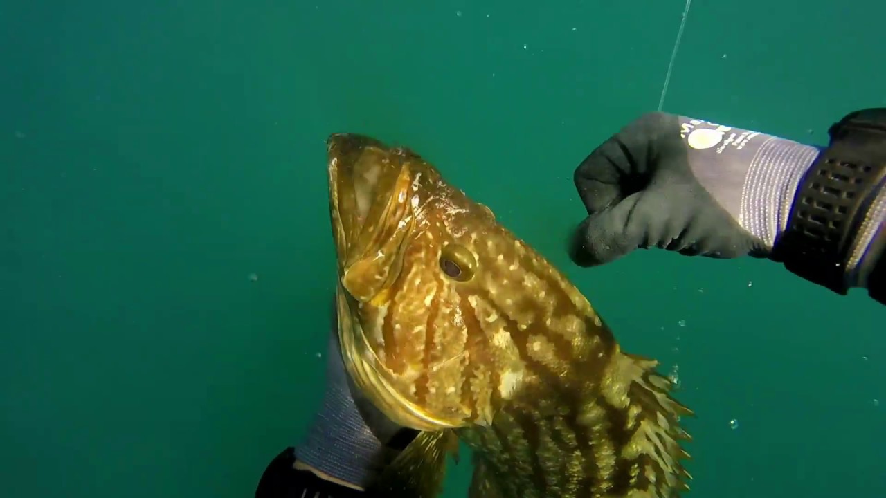 spearfishing aguatto grouper