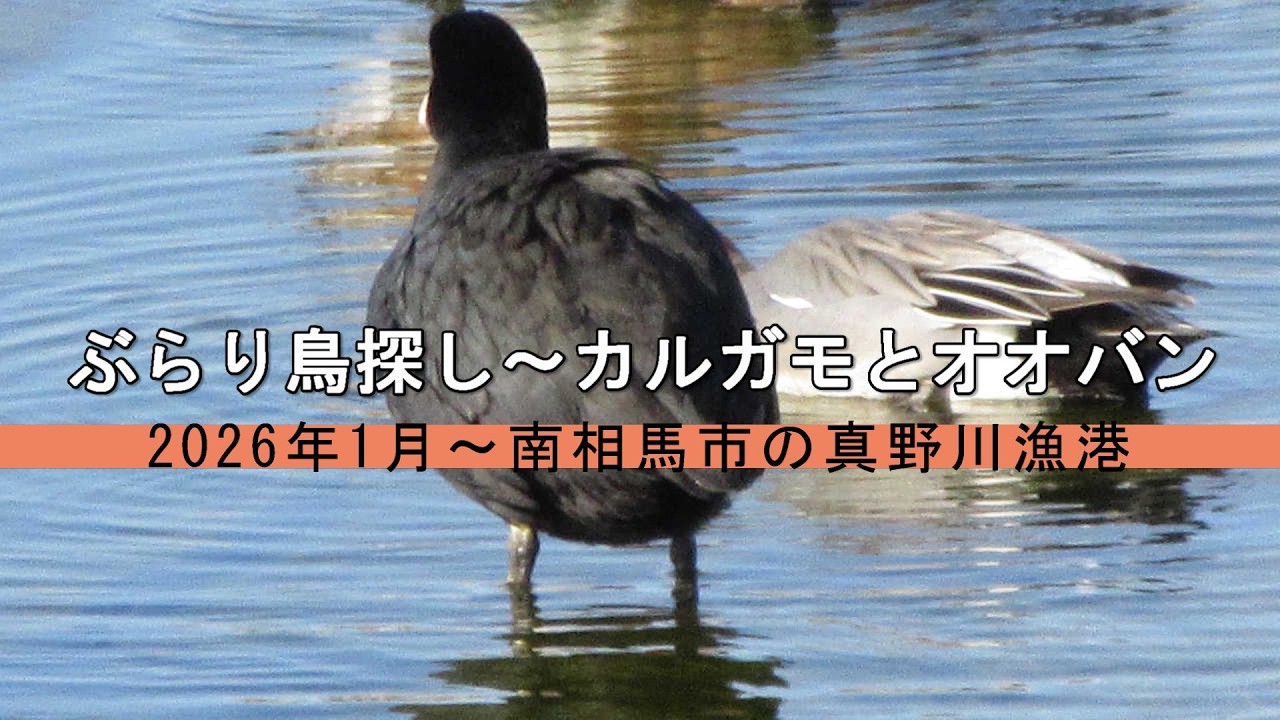 ぶらり鳥探し～カルガモとオオバン　2026年1月～南相馬素の真野川漁港