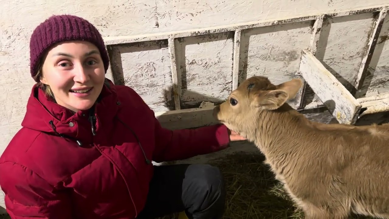 Декабрьские отёлы начались! Кого нам принесла Маргошка?