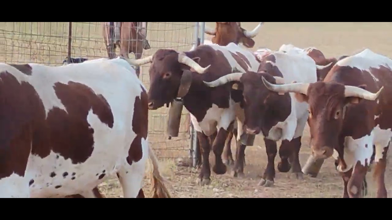 Festejos populares inicio de la vereda cotillas Albacete ganader&iacute;a ballelindo