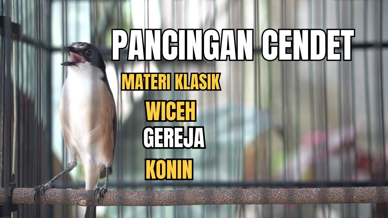PANCINGAN CENDET MATERI KLASIK COCOK UNTUK MASTERAN
