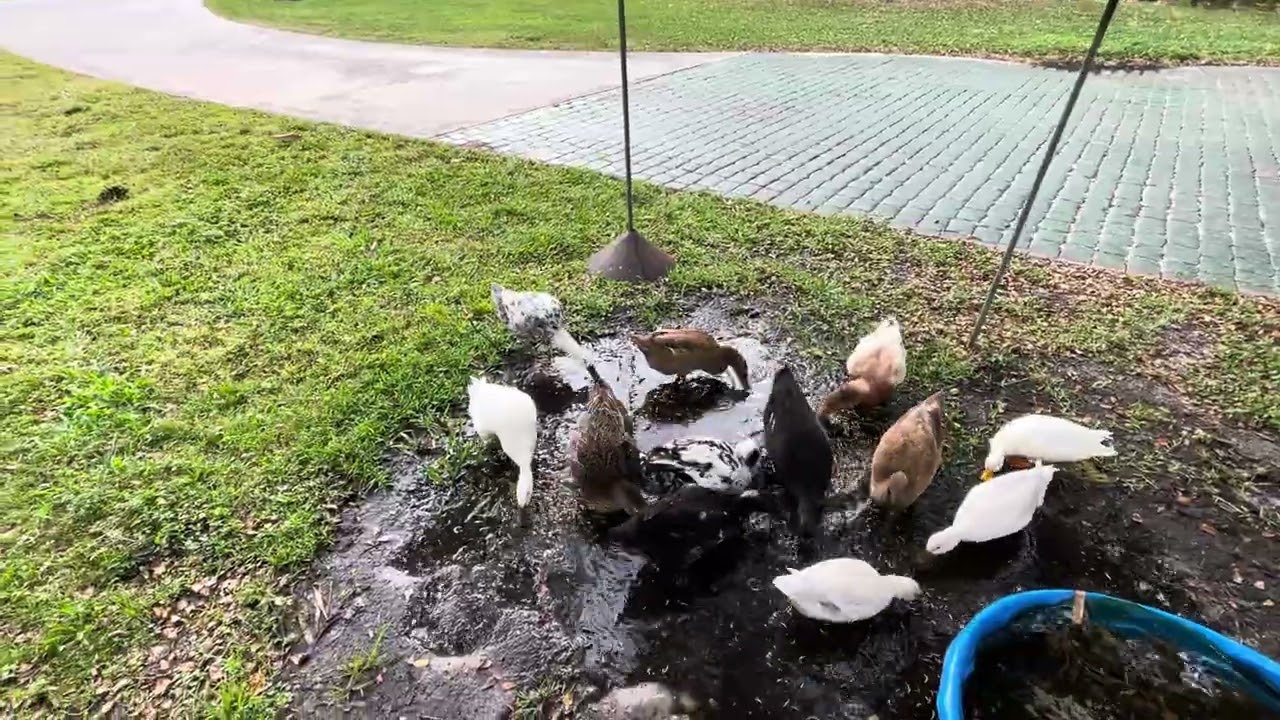 Ducks Eating Meal Worms