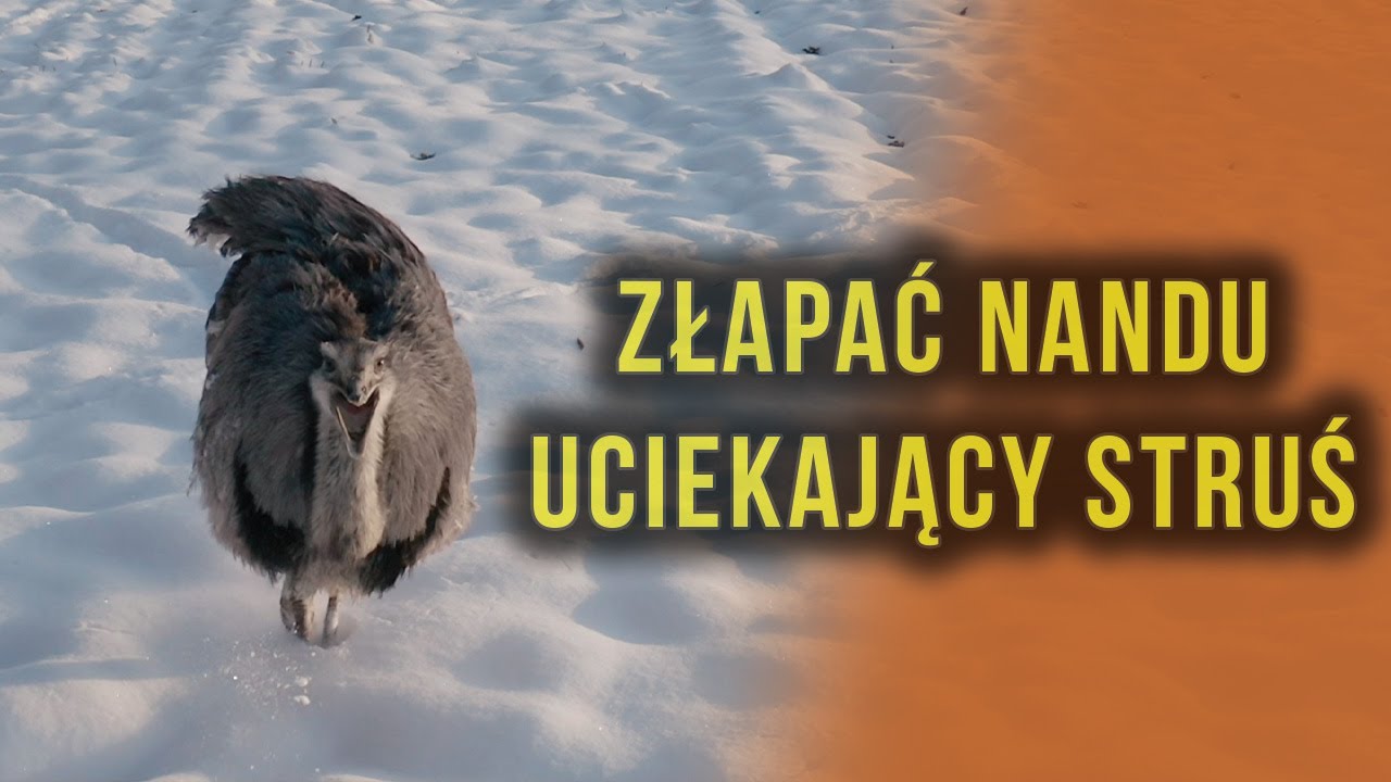 Struś na wolności, czyli Nandu ucieka