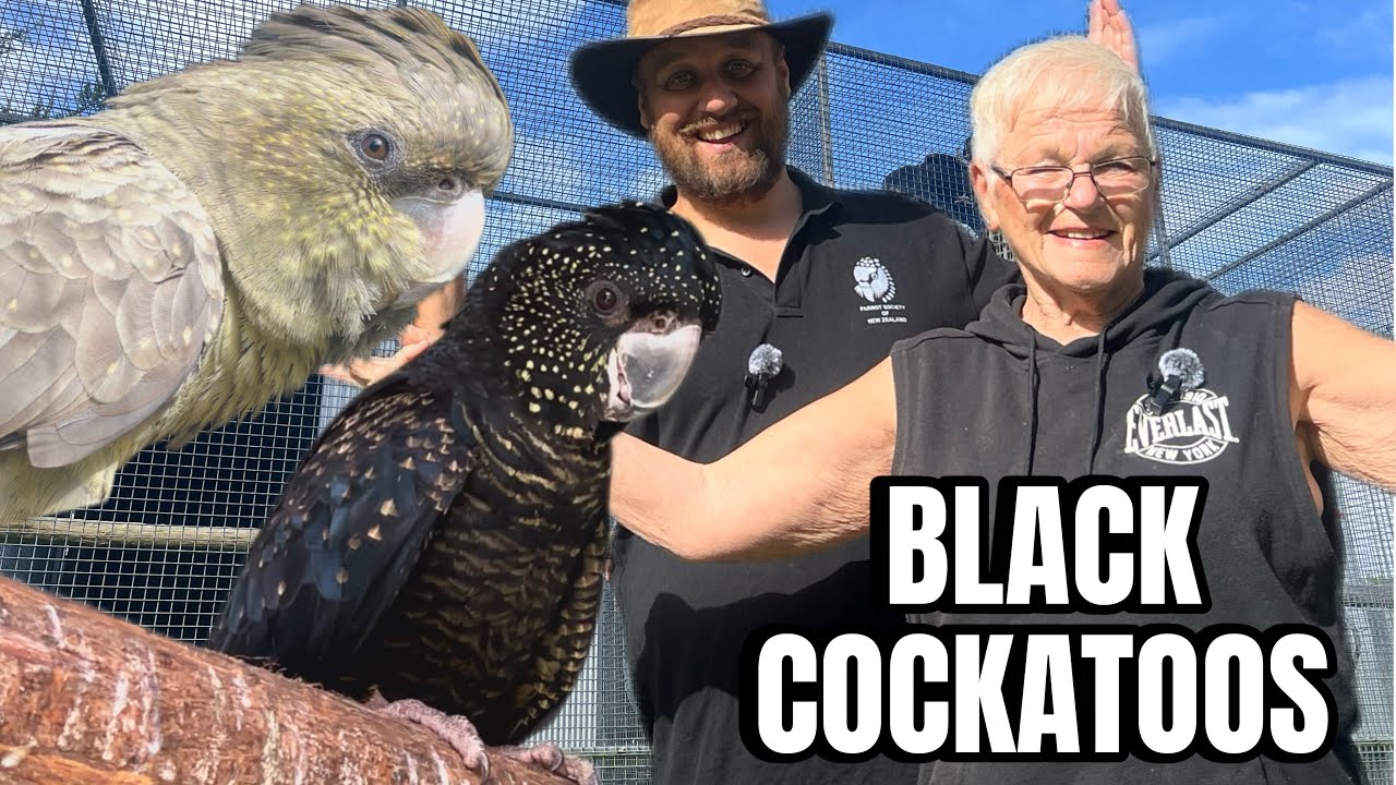 COCKATOO BREEDING at Sky Bird Aviaries ***part 1 (BLACK COCKATOOS)
